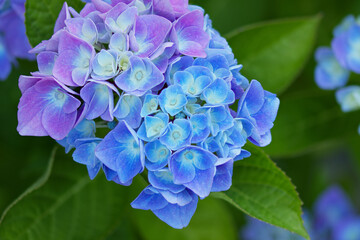 Hortensie