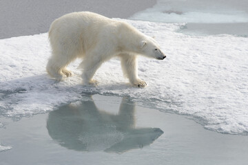 Obraz na płótnie Canvas Wild polar bear on pack ice in Arctic