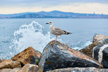 The seagull poses on the rocks by the sea during the surf