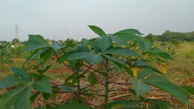 Cassava trees blown by the wind in the lake area