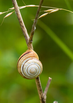 The snail climbs a stem of grass