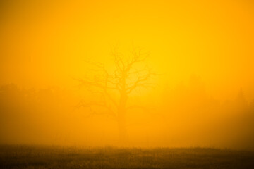 A bare tree silhouette in the distance in a misty morning sunrise. Summertime scenery of Northern Europe.
