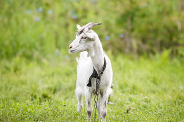 Obraz premium goat on grass..