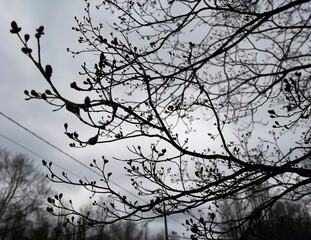 A graceful interweaving of openwork tree branches with spring swollen buds against the backdrop of a cloudy sky. Stylish photo of awakening nature for interior decoration and creative backdrops.