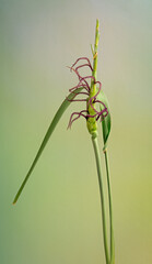 Flowering seedhead of eastern gammagrass (Tripsacum dactyloides), a tall grass native to the eastern U.S. Male flowers at top and female at base. Wild ancestor of corn. or maze.\