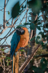 red and blue bird