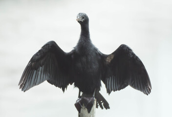 Little Cormorant