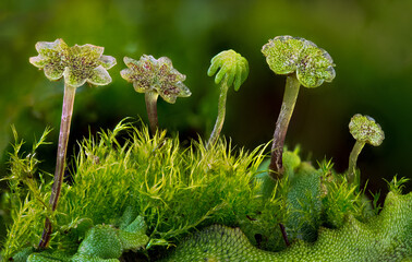 Macro view of four flat-topped antheridiophores (male sexual parts) and one archegoniophore (female) growing from the surface of a liverwort thallus. Moss growing among the thalluses.