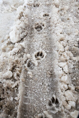 tracks of a dog