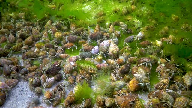 The small hermit crab (Diogenes pugilator), large concentration of crayfish on the seabed, Black Sea.