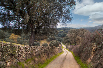 Paisaje de encinas yun  amino con un muro de piedras