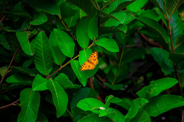 A lovely butterfly sit on the green leaf. I captured this image on August 11, 2018, from Dhaka, Bangladesh, South Asia © nhimage24