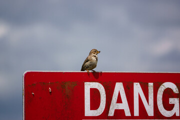 corn bunting with food in her beak keeps an eye on the surroundings perched on an airfield Red Danger Keep Out sign
