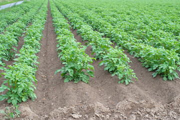 Fototapeta na wymiar Kartoffelfeld mit Kartoffelpflanzen