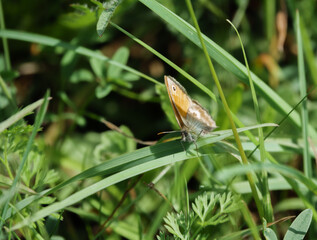 a meadow brown (Maniola jurtina) butterfly resting on a grass blade, Salisbury Plain grasslands, Wiltshire UK