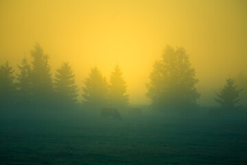 Cows grazing in the meadow in the misty morning during the sunrise. Summertime scenery of Northern Europe.