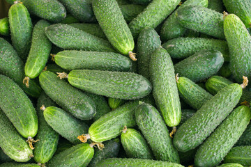 organic cucumbers in the market