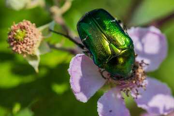 Insekten der Kvarner Bucht