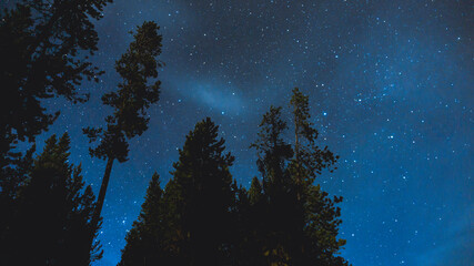 Cloudy Starry Night with Pine Tree Silhouette