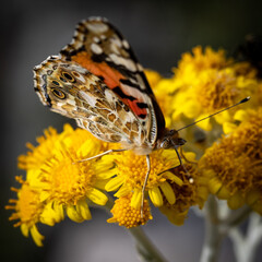 Insekten der Kvarner Bucht