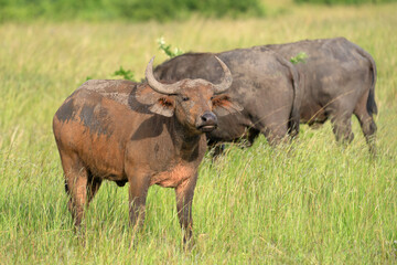 Fototapeta premium African buffalo, Syncerus caffer