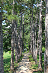 Obraz premium Аллея