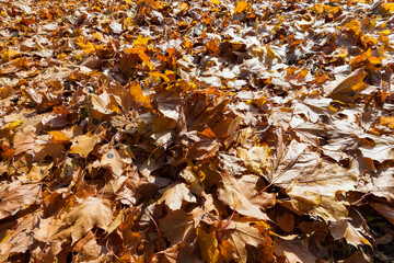 foliage in the autumn season