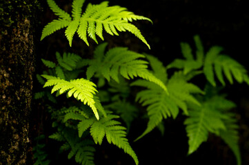 fern leaf in a dark forest