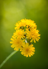 Hawkweed Flower Cluster in full Bloom