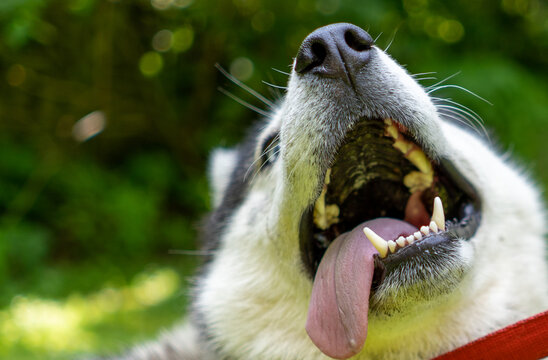 Husky i natura