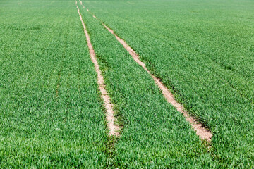 sprouts of wheat in Eastern Europe
