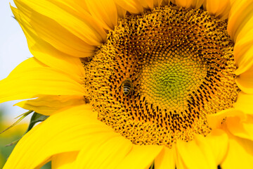 close-up of Sunny flowers