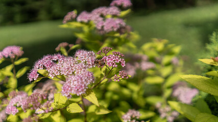 Pszczoła na kwiacie