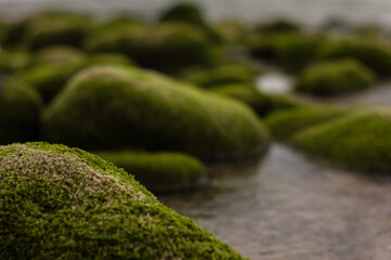 Playa de piedras verdes en el norte de España