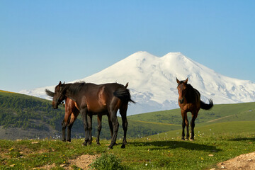 Fototapeta na wymiar Elbrus is the highest peak in Russia and Europe. Kabardino-Balkaria, view of Elbrus from Jila-Su. Wild grazing black horses on an alpine pasture in the North Caucasus.