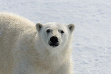 Fototapeta na wymiar Polar bear (Ursus maritimus) on the pack ice north of Spitsbergen Island, Svalbard, Norway, Scandinavia, Europe