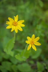 Obraz premium Two Arnica Blooms in the Forest
