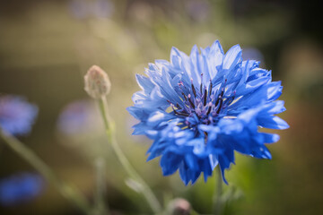 Kornblume (Centaurea cyanus)