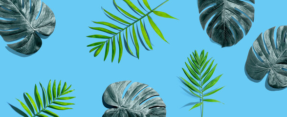 Tropical palm leaves from above