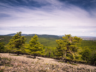 Paisaje de pinos que destacan sobre un cielo azul de nubles blancas y suelo de piedras.