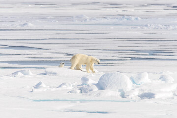 Wild polar bear (Ursus maritimus) mother and twin cubs on the pack ice, north of Svalbard Arctic Norway