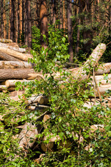 wood cut down