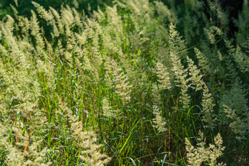 Fototapeta na wymiar Many golden ears of grass in the forest. Web banner.