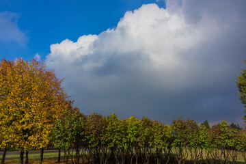 Trees with golden foliage and lilac bushes in the park against the background of a rain cloud.