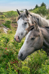 Obraz na płótnie Canvas Two pony connemara horses portrait