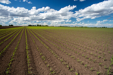Fototapeta na wymiar Corn field in spring time