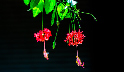 Red hibiscus flower on black isolated..