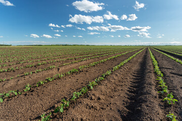 Soy field in spring time