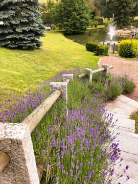 Jardin avec lavande en escalier, plan d'eau et jet d'eau sur l'étang