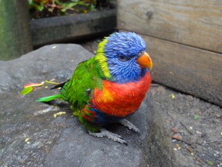 Perroquet Guadeloupe, Ara guadeloupensis 